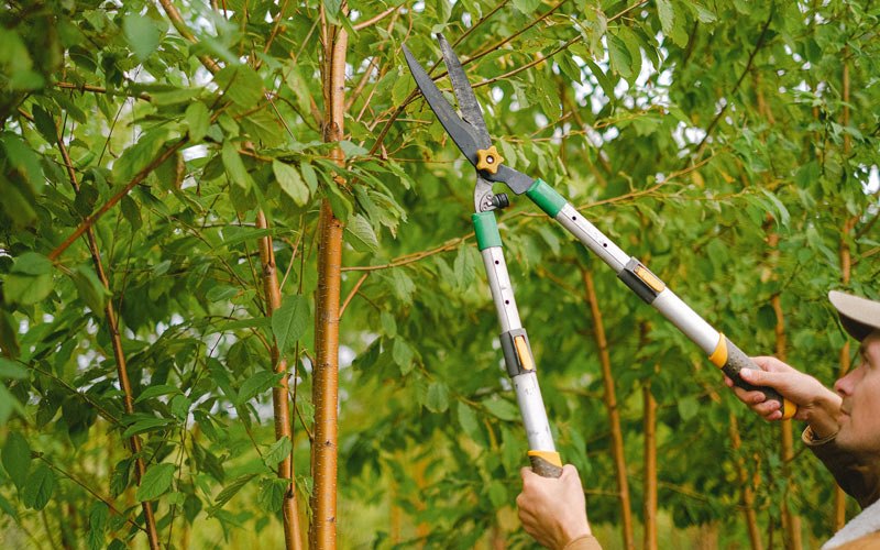 Tree trimming in Monsey, NY